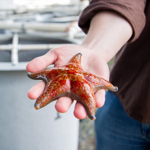 VIU student holding a starfish