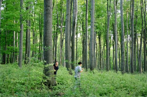 trees with students