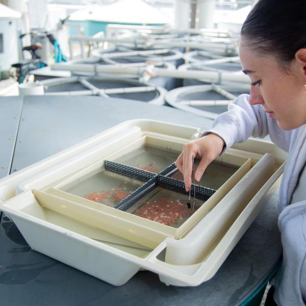 A VIU student sorting fish eggs