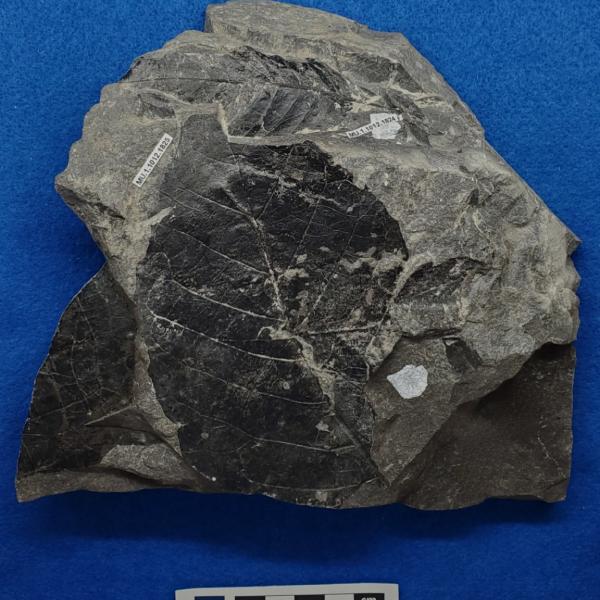 Cretaceous dicot leaf fossils in shale