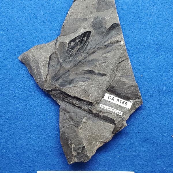 Cretaceous Protophyllocladus fossil in shale