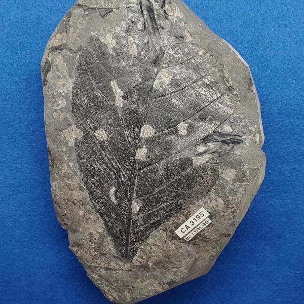 Cretaceous dicot leaf fossils in shale