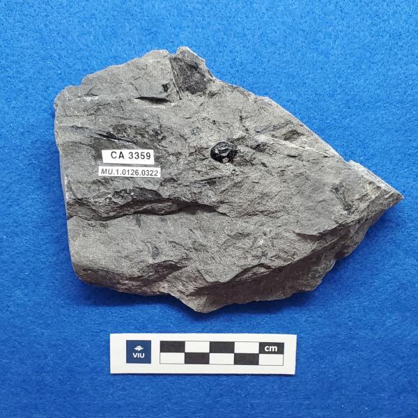 Cretaceous seed-fruit fossil in shale