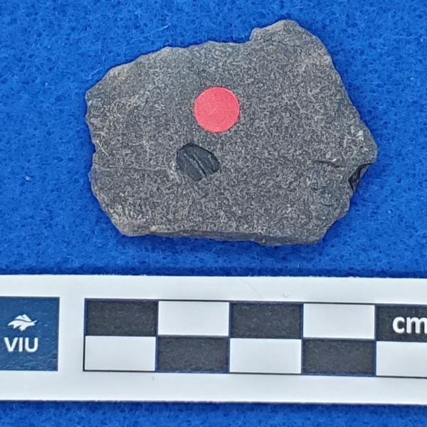 Cretaceous flower fossil in shale