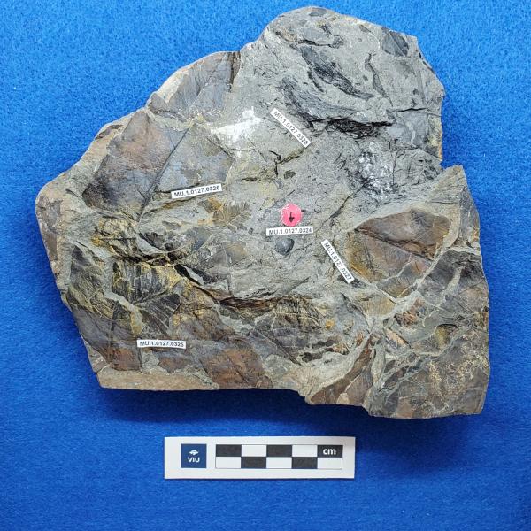 Cretaceous seed-fruit fossil in shale