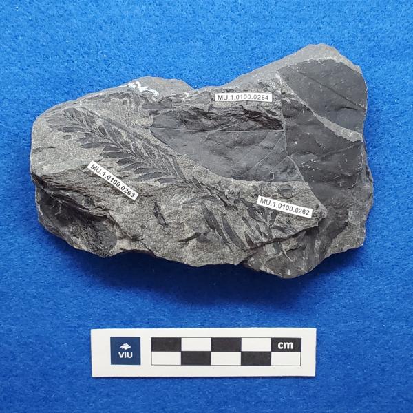 Cretaceous seed-fruit fossil in shale