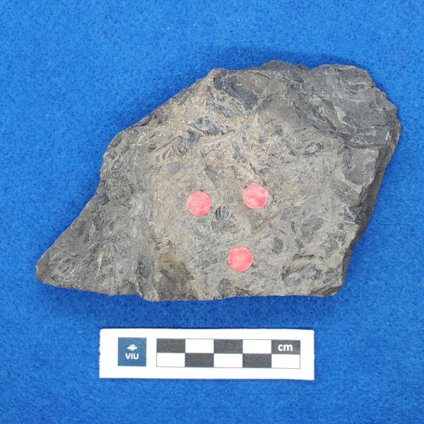 Cretaceous flower fossil in shale