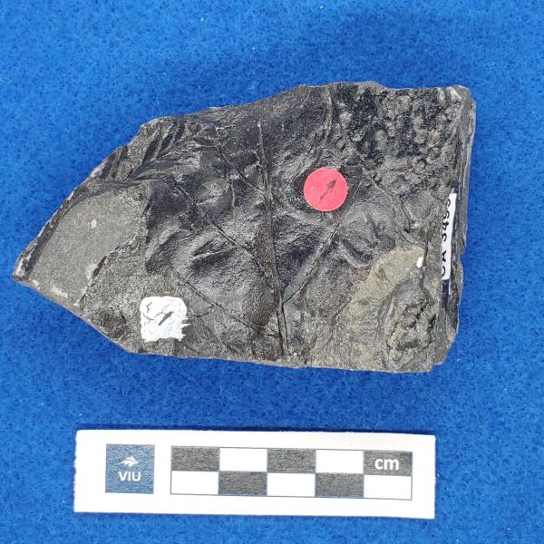 Cretaceous herbivory fossil in shale