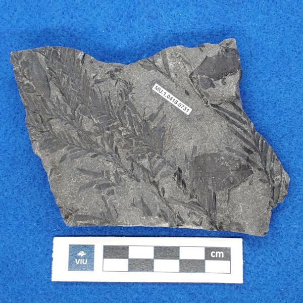 Cretaceous metasequoia fossils in shale