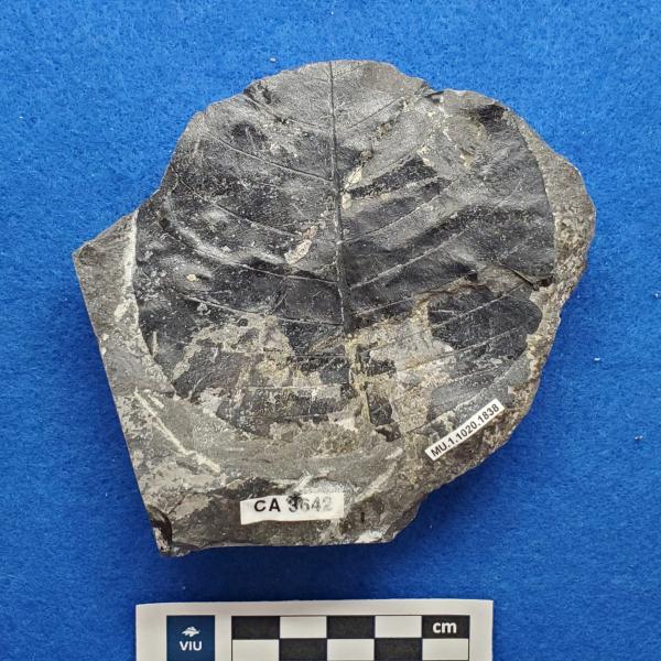 Cretaceous dicot leaf fossils in shale