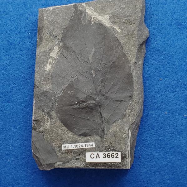 Cretaceous dicot leaf fossils in shale