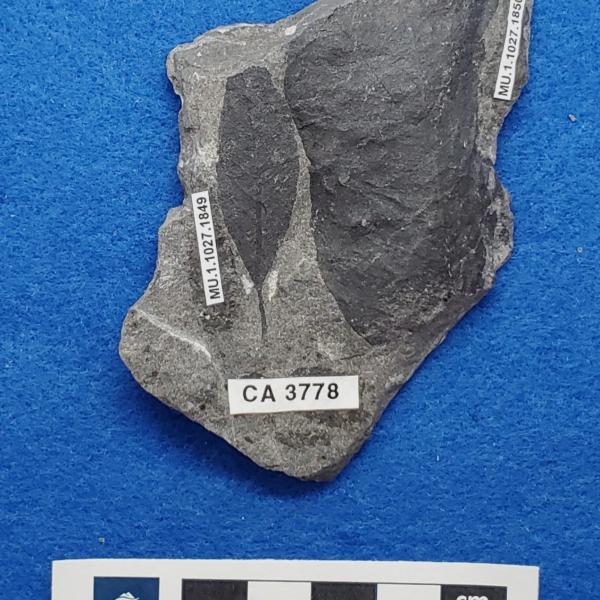 Cretaceous dicot leaf fossils in shale