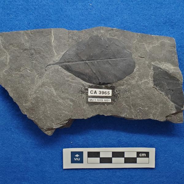 Cretaceous dicot leaf fossils in shale