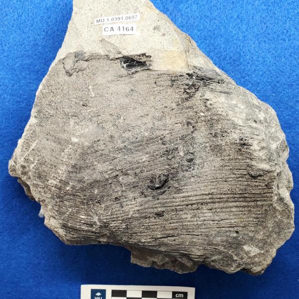 Cretaceous non-palm monocot fossils in shale