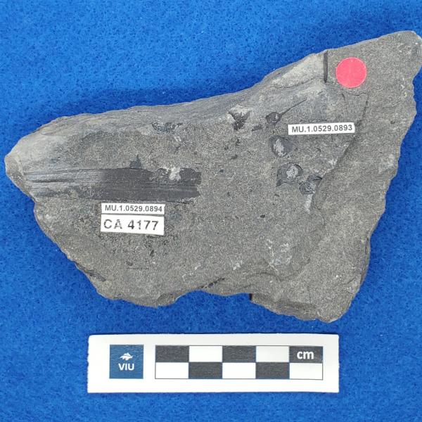 Cretaceous flower fossil in shale