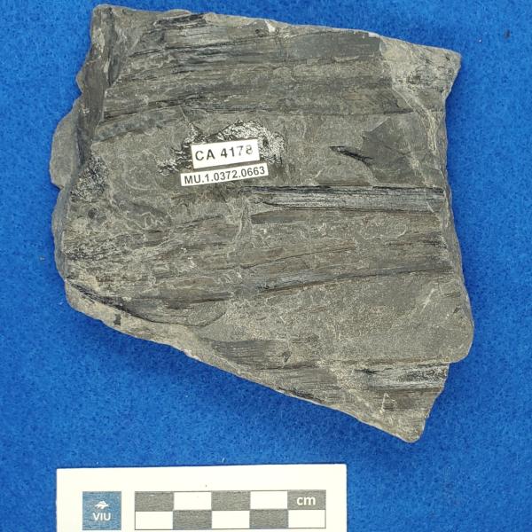 Cretaceous non-palm monocot fossils in shale