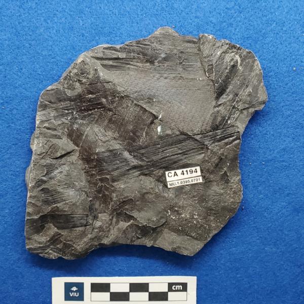 Cretaceous non-palm monocot fossils in shale