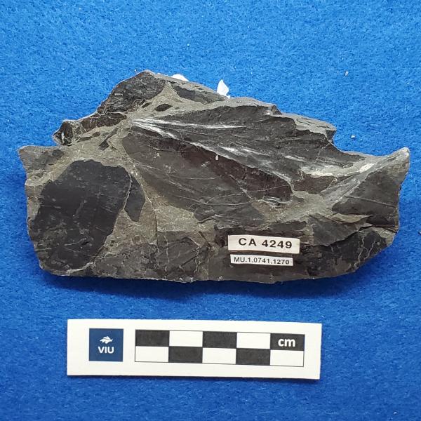 Cretaceous Protophyllocladus fossil in shale