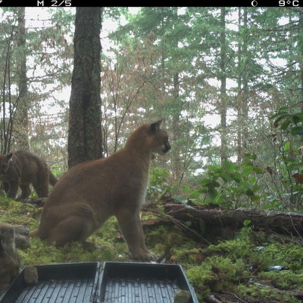 Family of cougars in a forest.