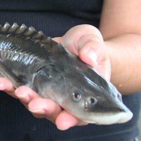 sturgeon