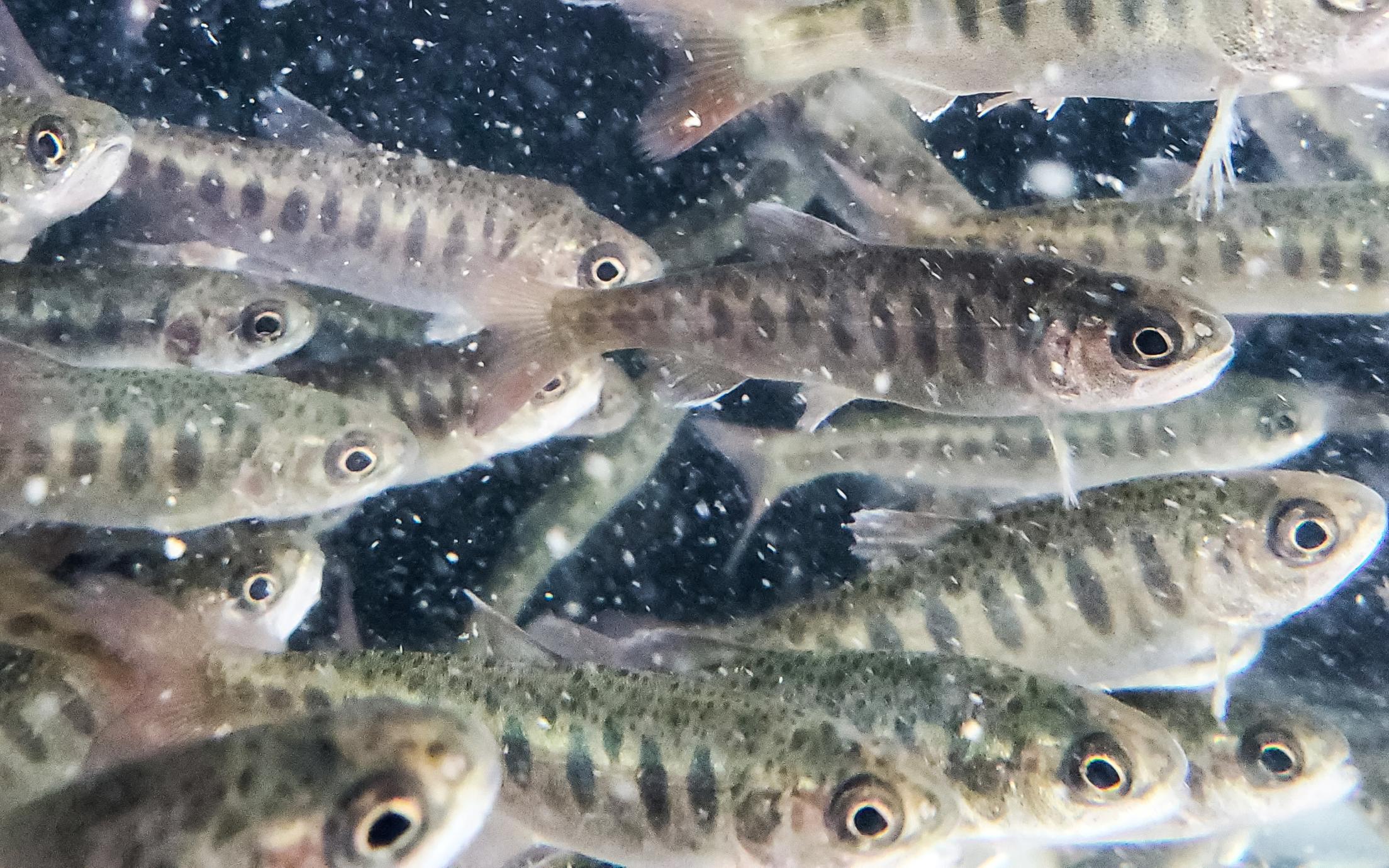 Coho Fry