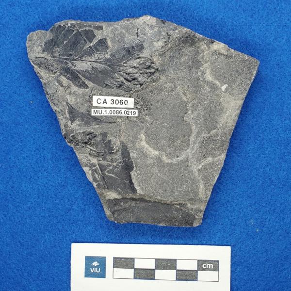 Cretaceous fern fossil in shale