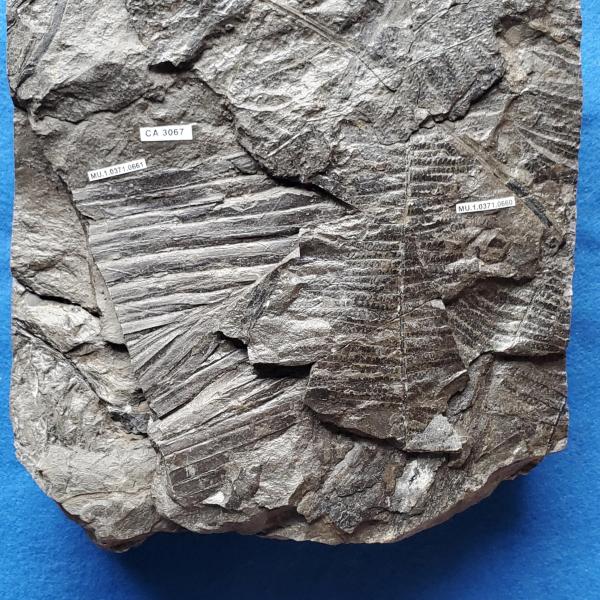 Cretaceous fern fossil in shale