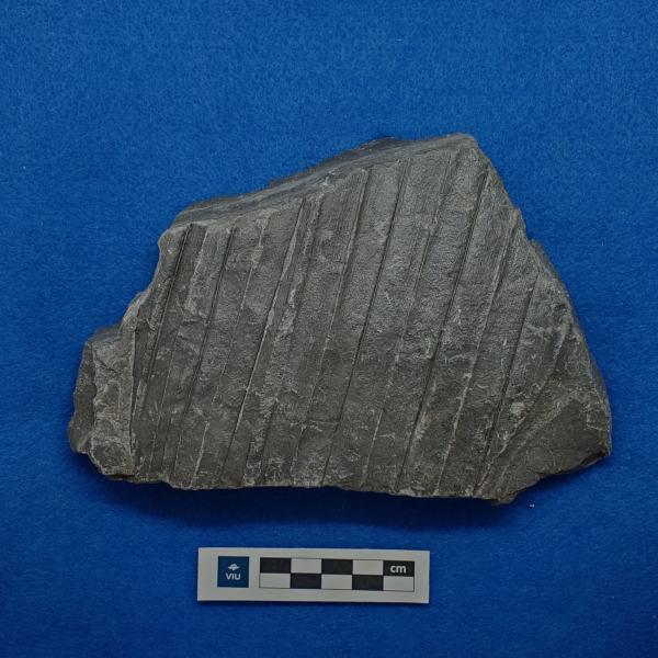 Cretaceous palm fossil in shale